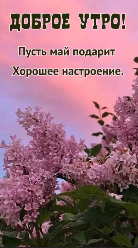 Картинки с Доброе майское утро 2024. Красивые картинки с добрым майским утром