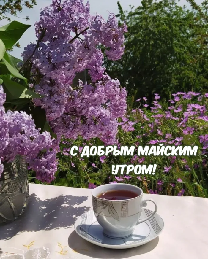 Картинки с Доброе майское утро 2024. Красивые картинки с добрым майским утром