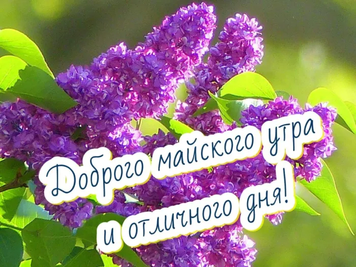 Картинки с Доброе майское утро 2024. С добрым майским утром - картинки с пожеланиями