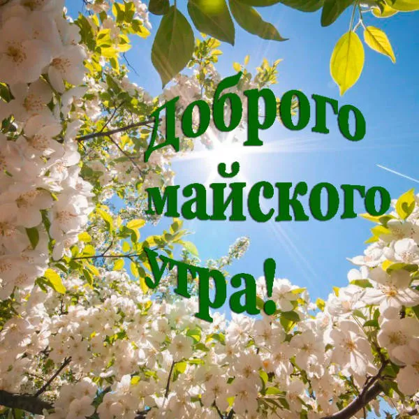 Картинки с Доброе майское утро 2024. С добрым майским утром - картинки с пожеланиями