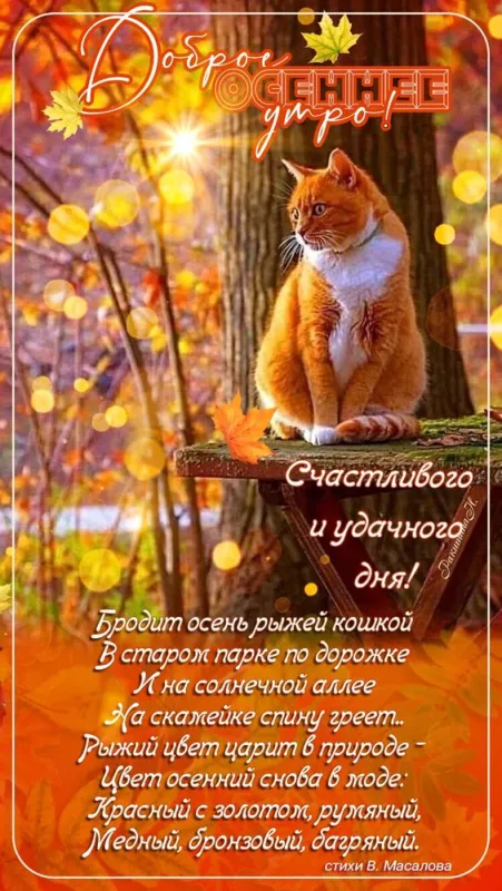 Красивые картинки Доброго осеннего утра. Доброго осеннего утра - картинки с котами