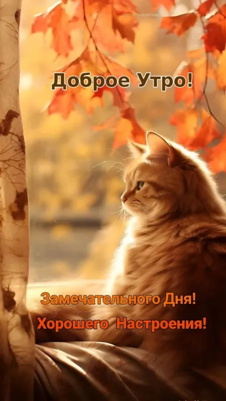 Красивые картинки Доброго осеннего утра. Доброго осеннего утра - картинки с котами
