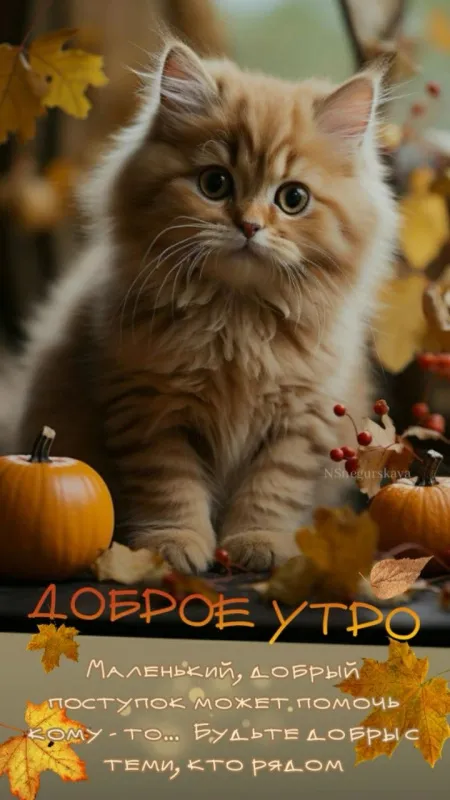 Красивые картинки Доброго осеннего утра. Доброго осеннего утра - картинки с котами