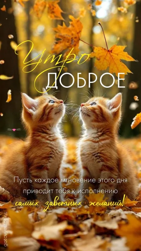 Красивые картинки Доброго осеннего утра. Доброго осеннего утра - картинки с котами