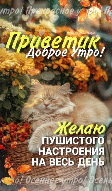 Красивые картинки Доброго осеннего утра. Доброго осеннего утра - картинки с котами