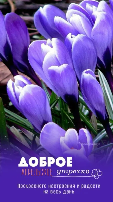 Красивые картинки Доброе апрельское утро. Красивые картинки Доброе утро апреля